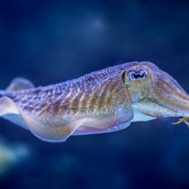 Cuttlefish close up in aquarium
