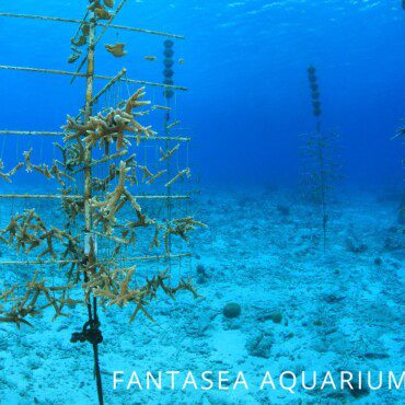 Small corals hanging from tall coral farm posts underwater
