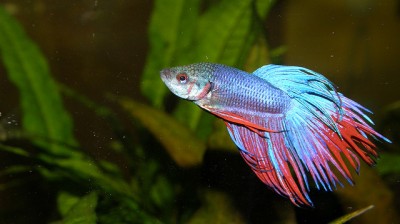 bright blue and red Betta Fish or Siamese Fighting Fish in tank