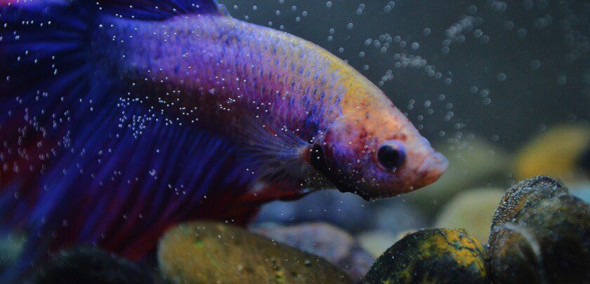 dark blue and black Betta Fish or Siamese Fighting Fish in tank