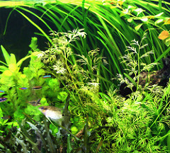 perfect for your planted