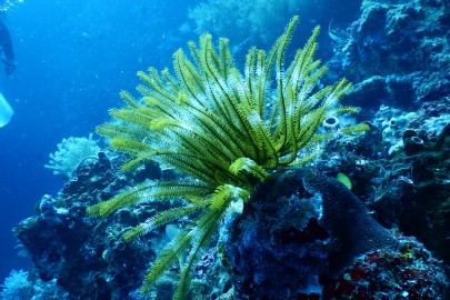 green Coral in salt water fish tank