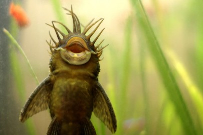 bristlenose pleco on aquarium class