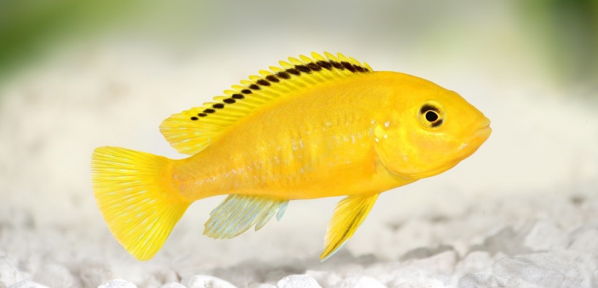 electric yellow cichlid in white stone fish tank