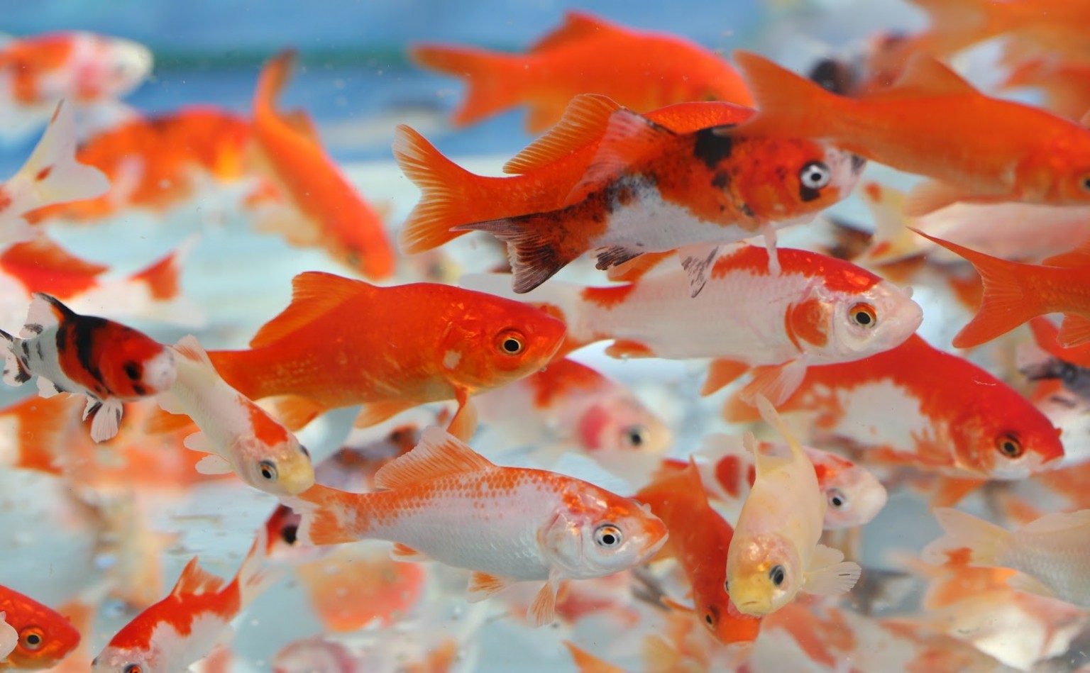 How Long Do Goldfish Live Maryland Aquarium Design Installation