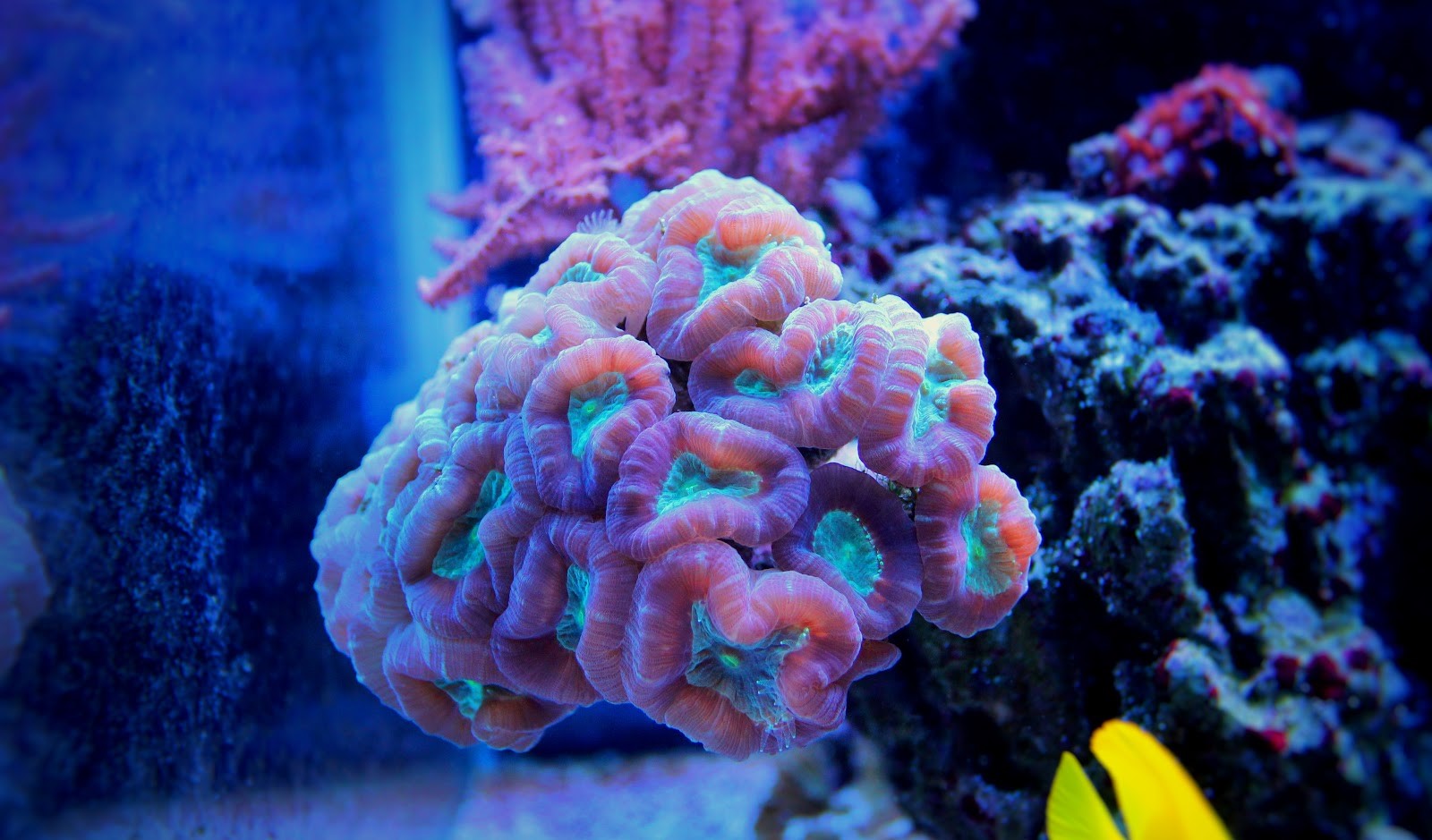 Candy Cane Coral Care and info