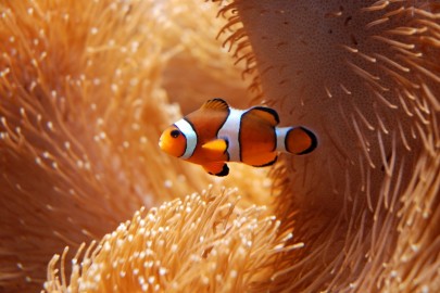 Ocellaris Clown fish sitting in anemone close up