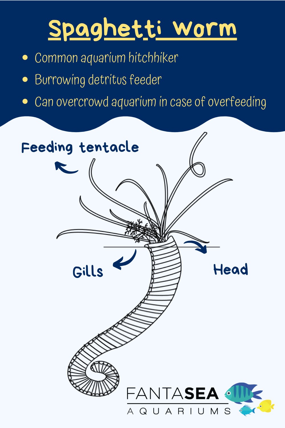 Spaghetti worm diagram and info