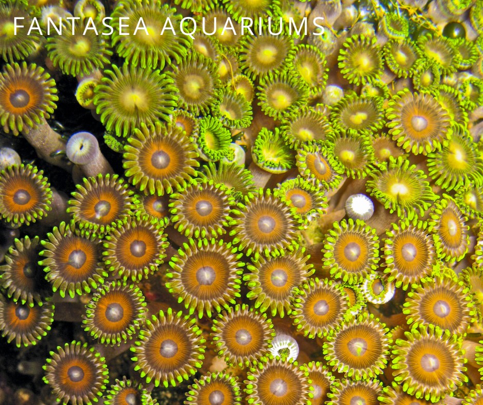 Zoanthid corals photographed from above.