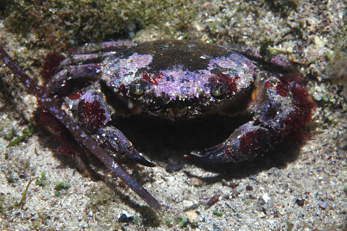 Round crab (Xantho pilipes) underwater in the Mediterranean Sea