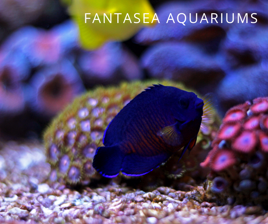 Coral beauty angel fish (Centropyge bispinosa), a popular small aquarium fish.