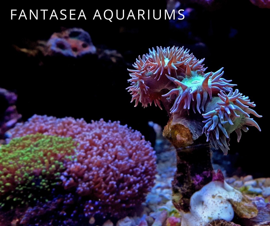 Duncan coral in the reef aquarium