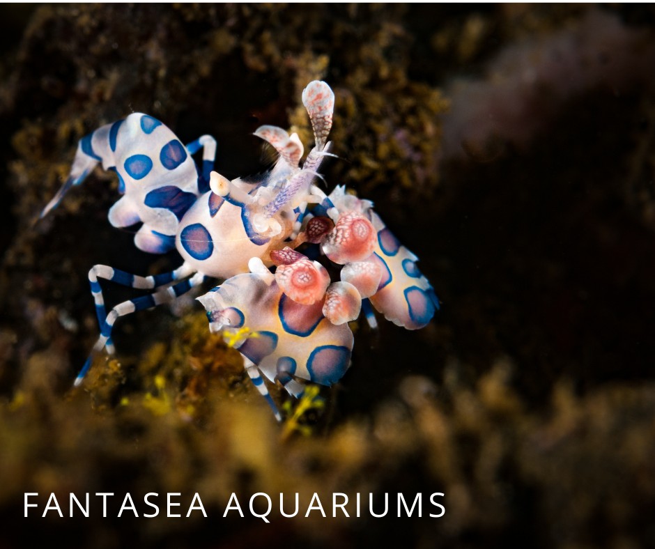 Harlequin Shrimp | Hymenocera picta underwater photo