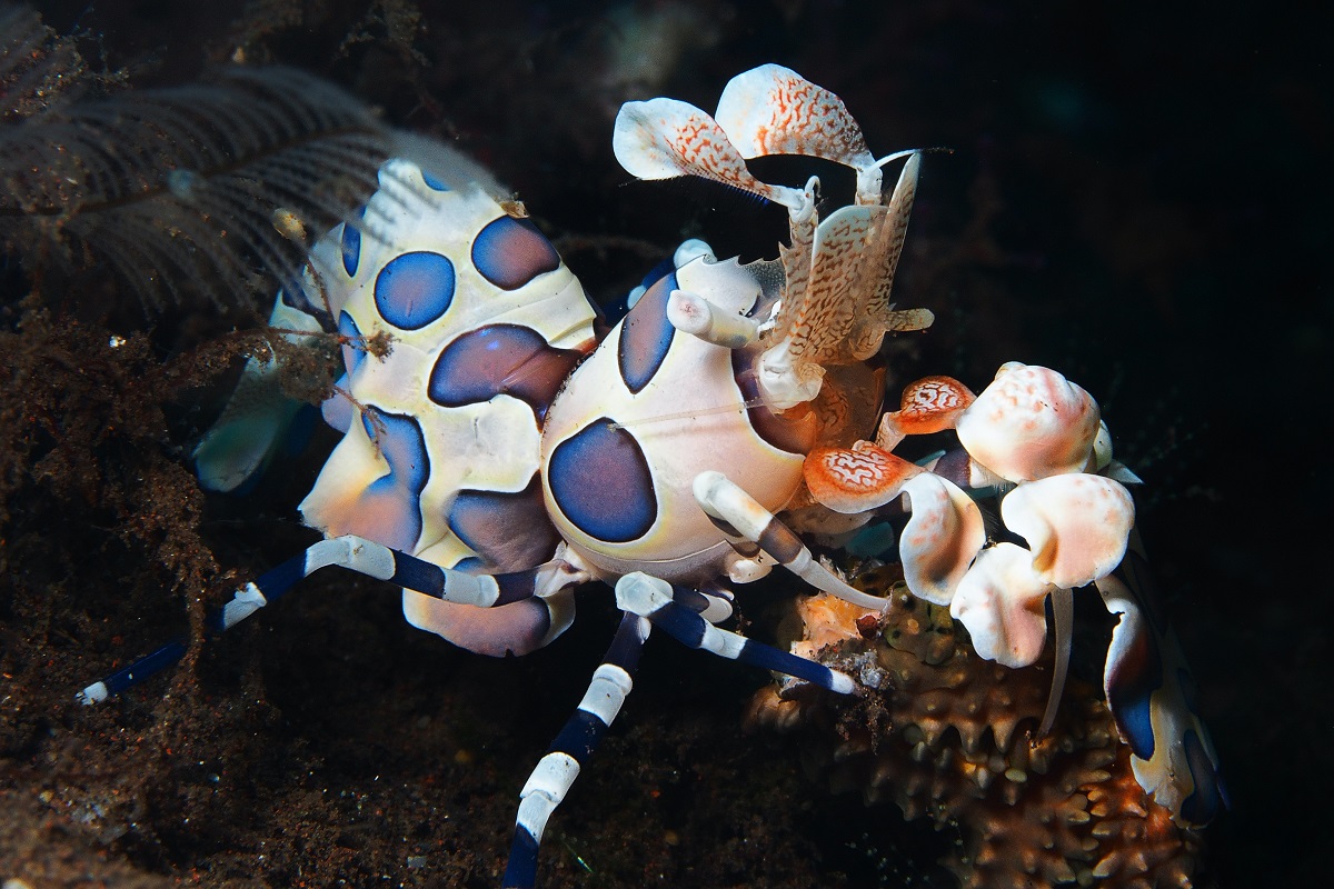 Harlequin shrimp underwater photo.