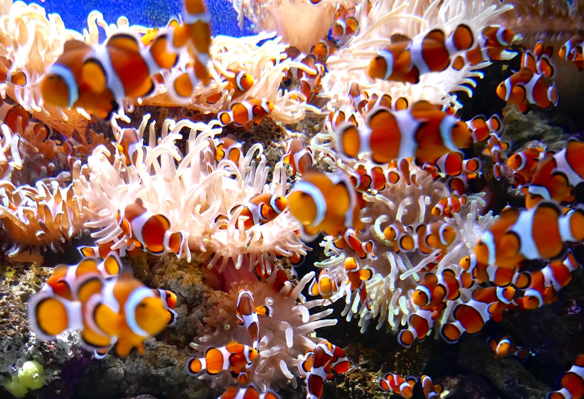 Clownfish Breeding | Raising Clownfish Fry | FantaSEA Aquariums