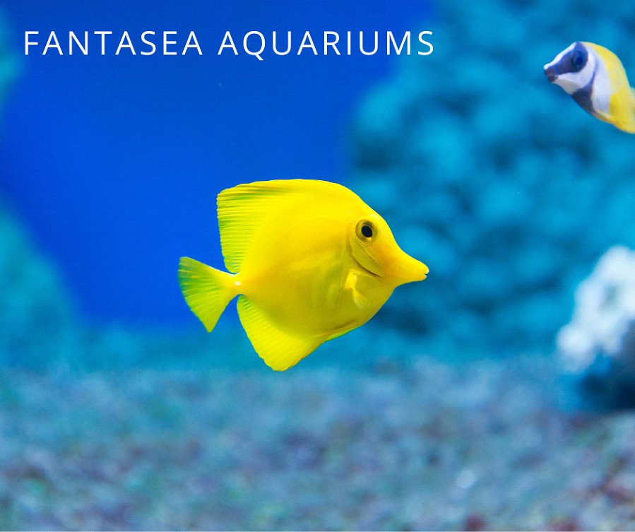 Yellow tang, a popular aquarium fish.