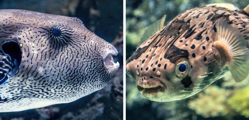 Pufferfish vs blowfish