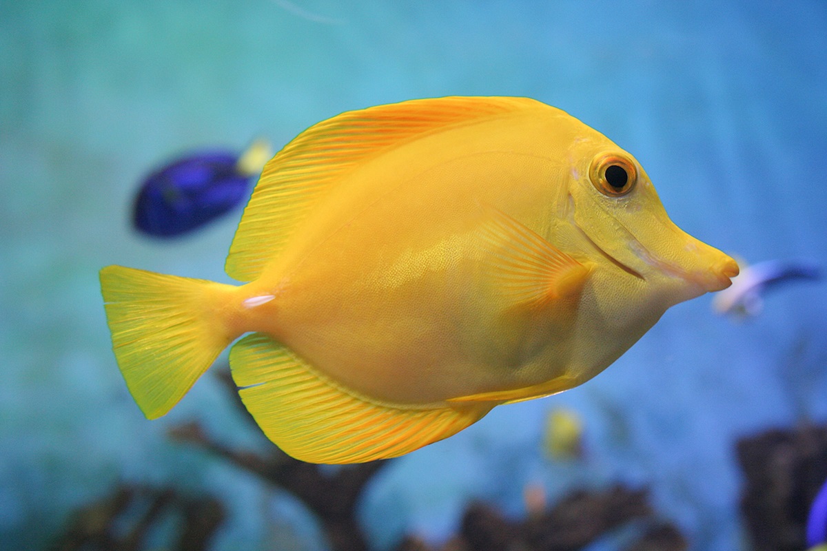 Yellow tang aquarium fish