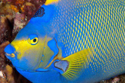 Queen angelfish close-up in aquarium.
