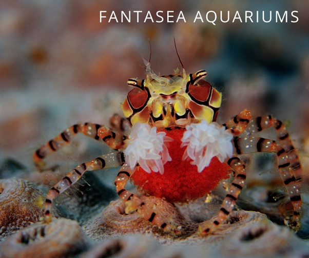 Red, yellow, and black Pom Pom Crab seated on a coral reef