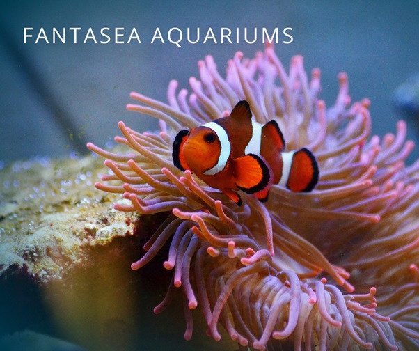Aquarium clownfish with anemone.