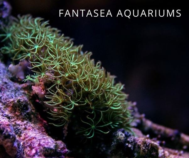Green star polyp coral | Pachyclavularia violacea