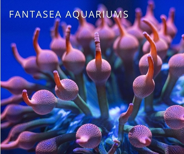 Rainbow bubble tip anemone | Entacmaea quadricolor close-up