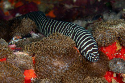 Zebra moray eel fish