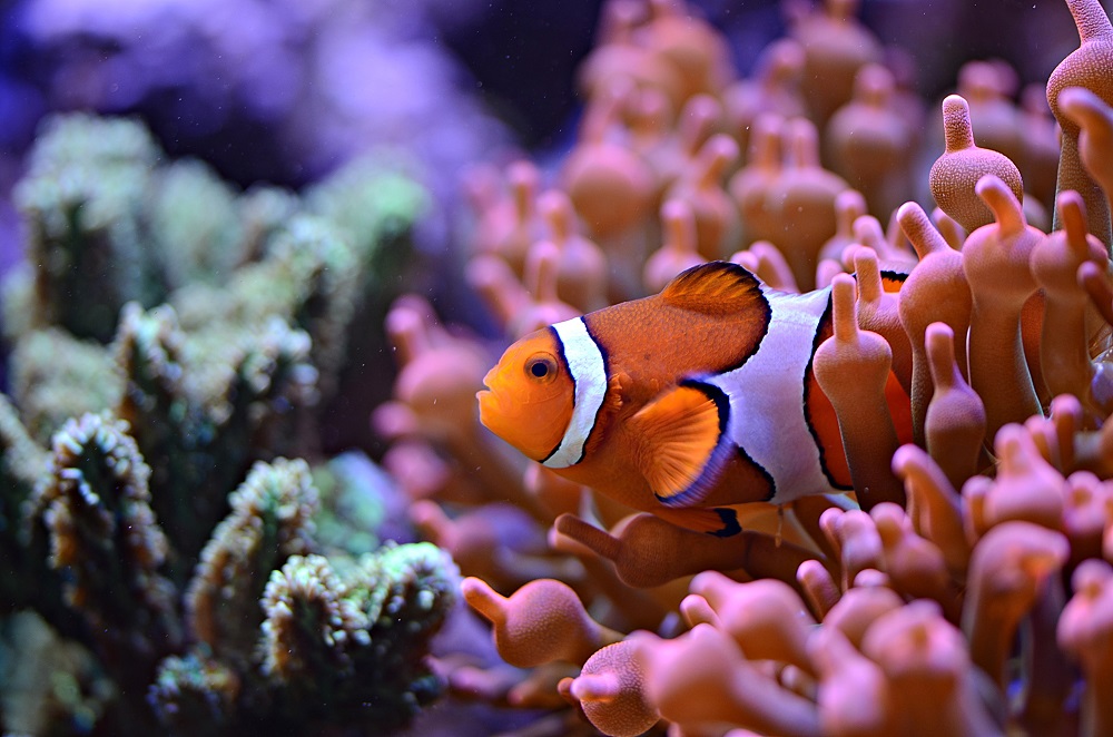 Percula clownfish, a popular aquarium fish, perched on anemone.