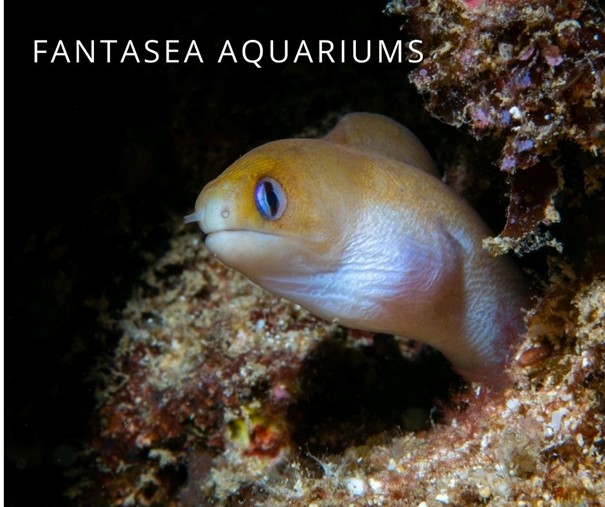 Golden dwarf moray eel in aquarium