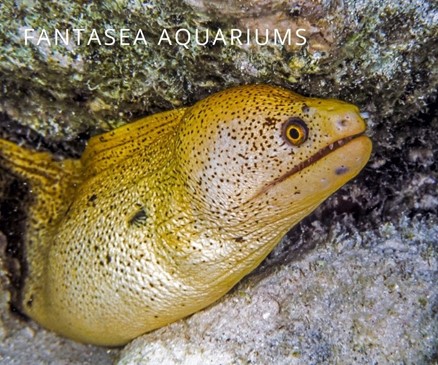 Banana eel poking out between rocks