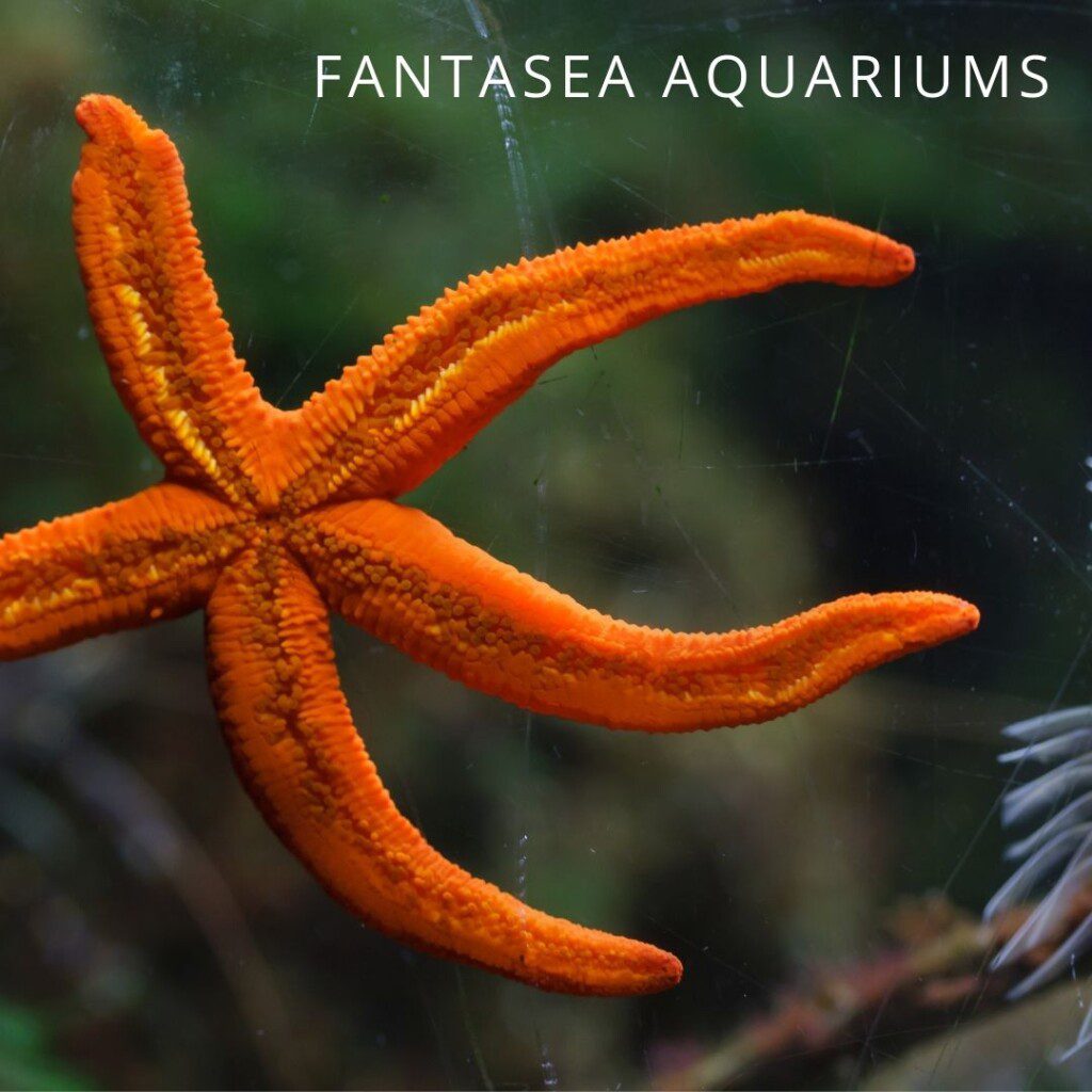 Orange sea star (Echinaster sp.)
