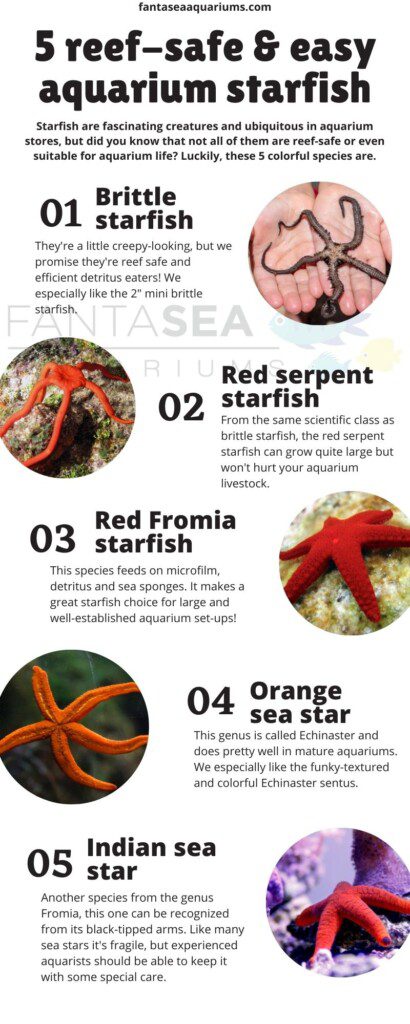 5 EASY & reef safe starfish for the aquarium | Infographic showing 5 sea star species