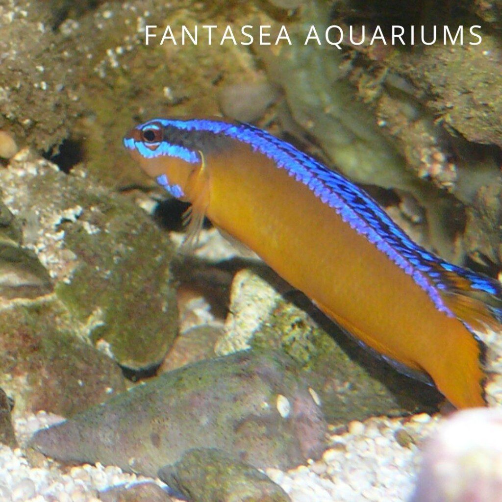 Neon dottyback (Pseudochromis aldabraensis) aquarium fish