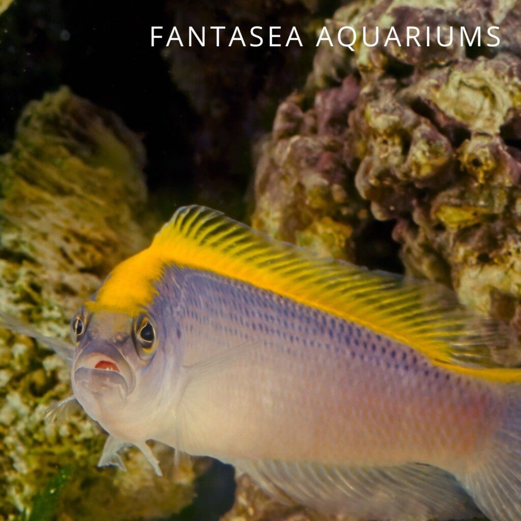 Sunrise dottyback (Pseudochromis flavivertex) aquarium fish