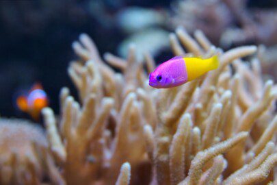 Bicolor Dottyback (Pictichromis paccagnella), also called the Ro