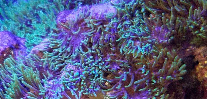 Majano anemone | Aquarium friend or foe?
