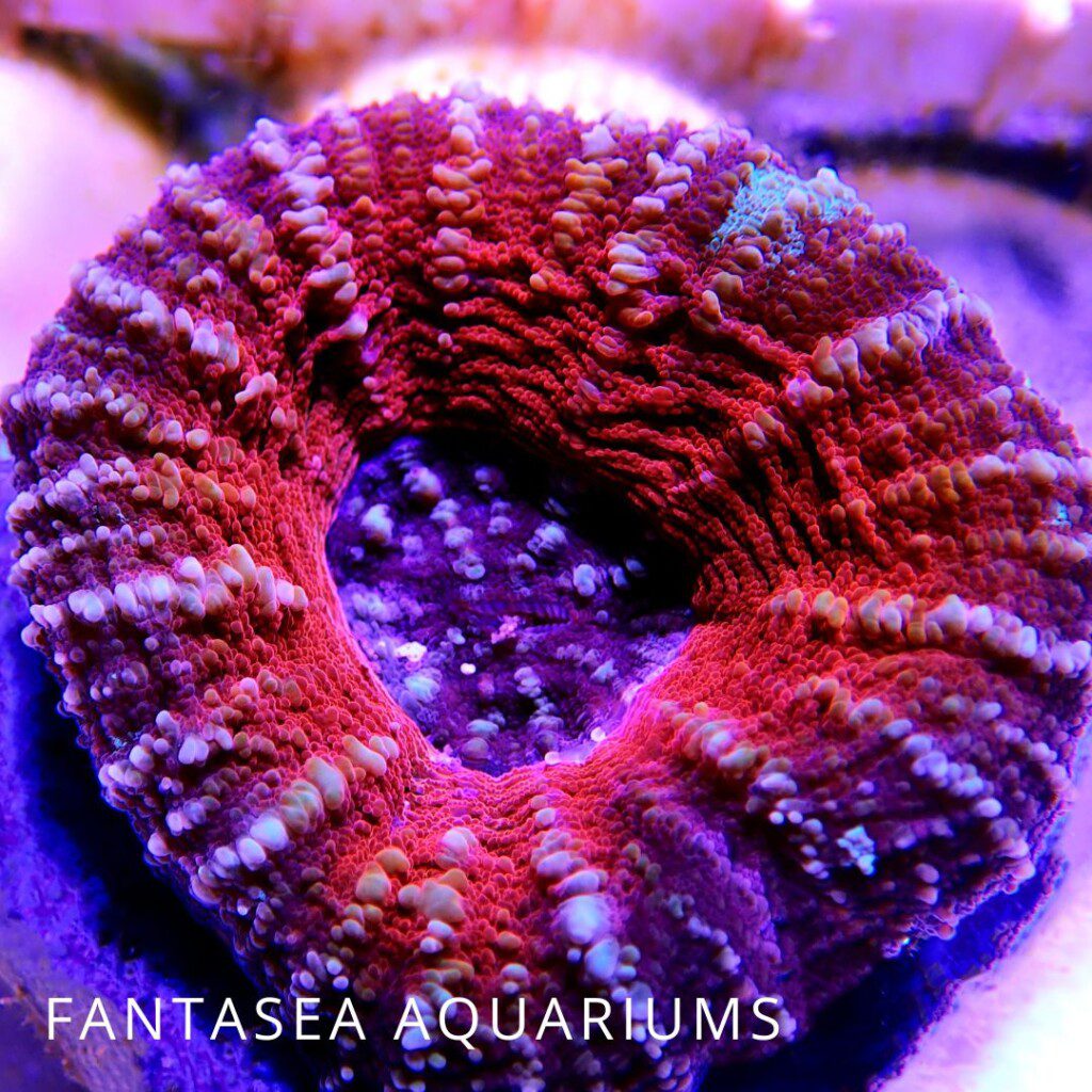 Scolymia coral for the saltwater aquarium, close-up
