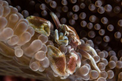Neopetrolisthes maculatus crab perched on anemone
