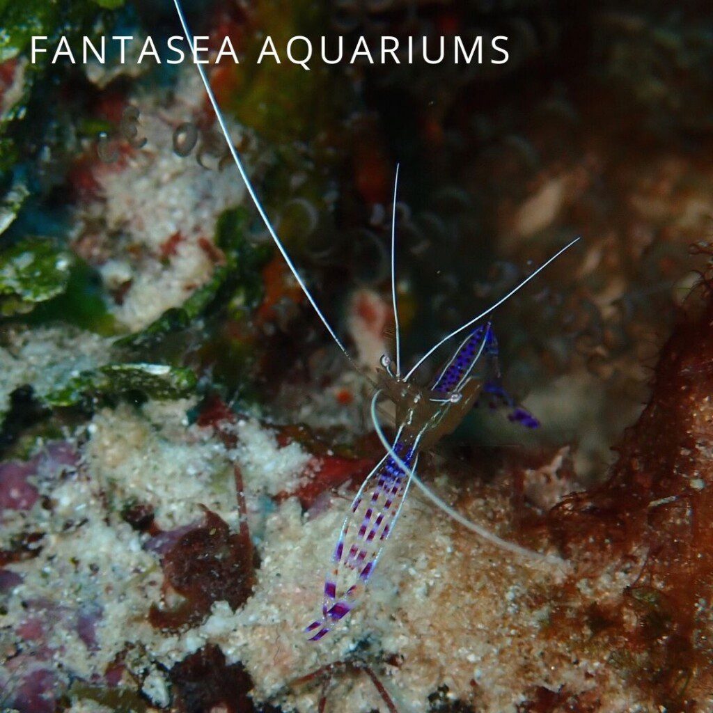 Pederson Cleaner Shrimp underwater photo in the Dutch Caribbean