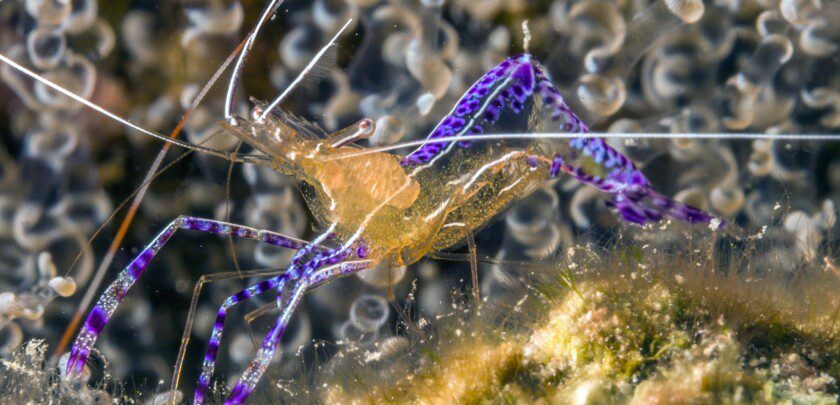 Ancylomenes pedersoni or Pederson's cleaner shrimp